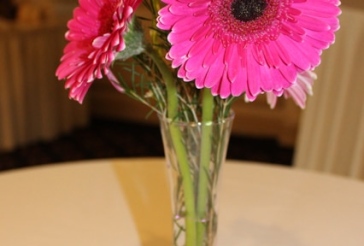 Gerber Daisy Cocktail Centerpiece