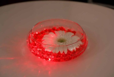 Gerber Daisy Centerpiece