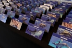 Shark Themed Place Cards