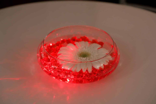 LED Cocktail Centerpiece with Floating Gerber Daisy