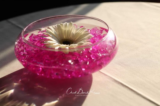 Gerber Daisy Centerpiece with Hot Pink Chips