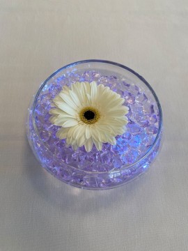 LED Gerber Daisy Cocktail Centerpiece with Lavender Chips