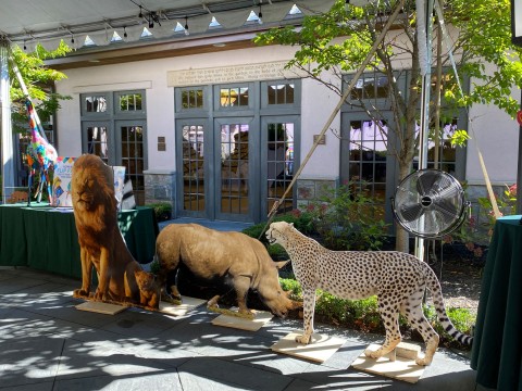 Beautiful Lion, Rhinoceros and Cheetah Life-Size Cut Out for Jungle Themed Bar Mitzvah Decor